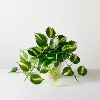 12" Medium Evergreen Leaf Artificial Plant - Hearth & Hand™ with Magnolia