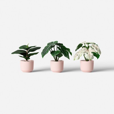 7" Fashion Plant Multipack in Pink Pot - Room Essentials™